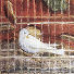 Bird in Cage © the Kenton Kilmer Family