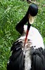Saddle-Billed Stork © Jennifer Schafer