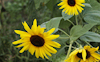 Sunflower #3 © Miriam A. Kilmer