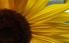 Sunflower #4 © Miriam A. Kilmer