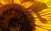 Sunflower #6 © Miriam A. Kilmer