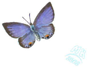 miami blue butterfly image
